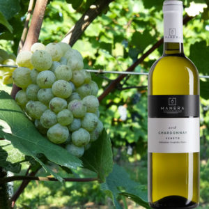 chardonnay-igt-vino-bianco-vitivinicola-manera-castelfranco-veneto-genuino